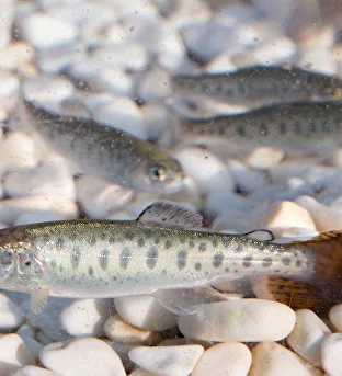 Малёк форели